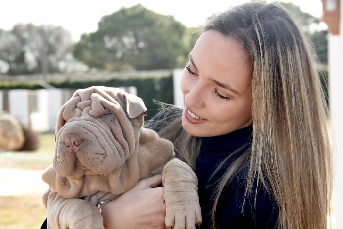 Blanket-Dog-Shar-Pei-Wrinkles-Harvey-Thesharpei