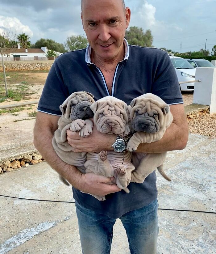 Blanket-Dog-Shar-Pei-Wrinkles-Harvey-Thesharpei