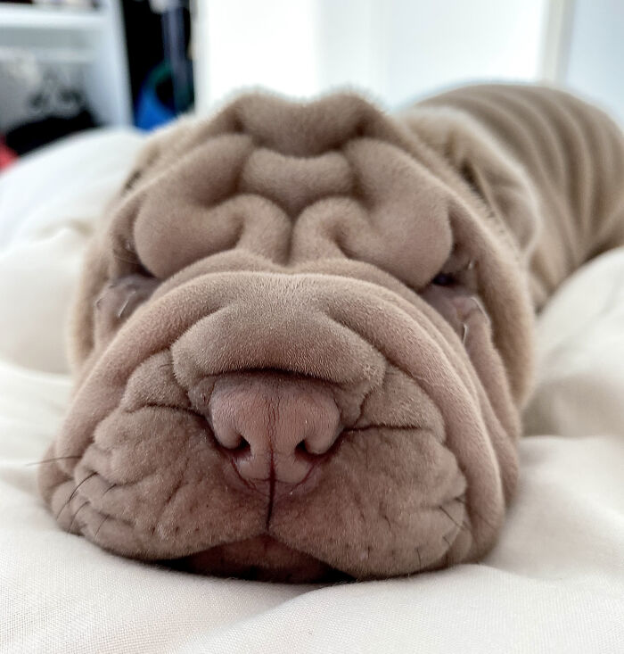 Blanket-Dog-Shar-Pei-Wrinkles-Harvey-Thesharpei