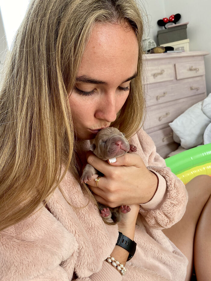 Blanket-Dog-Shar-Pei-Wrinkles-Harvey-Thesharpei