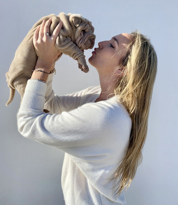 Blanket-Dog-Shar-Pei-Wrinkles-Harvey-Thesharpei