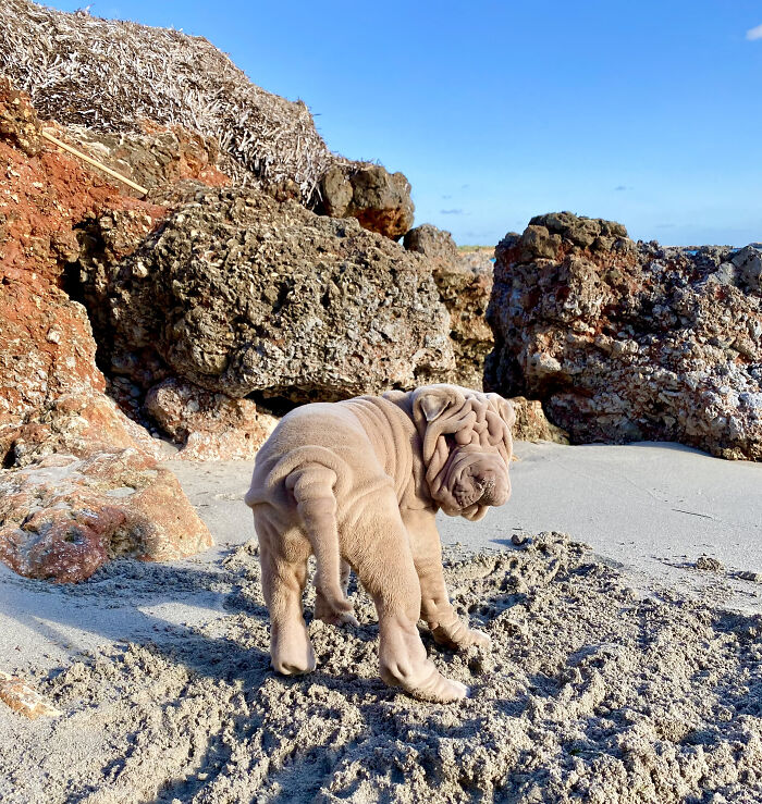Blanket-Dog-Shar-Pei-Wrinkles-Harvey-Thesharpei