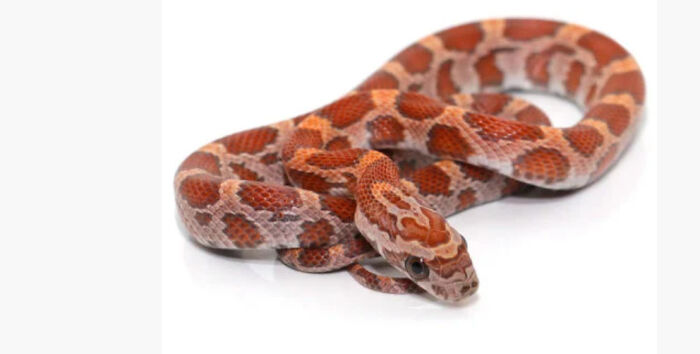 Here's Sienna. She Loves You, Not Sure Why The Clear Tub Is In The Air, Hopes She Can Keep Her Meal.