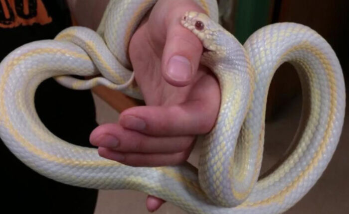 Rozalyn, 3, Needs Food Frequently, Bites When Agitated. Don't Be Afraid Unless You Will Hurt Her.