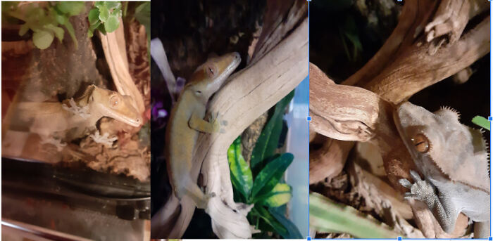 Leroy The Crazed Rainforest Monster