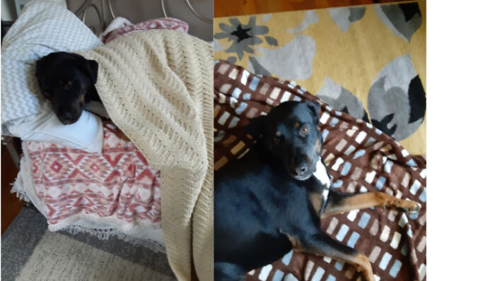 Sammy My Lab X Rottweiler Found In Texas With Broken Pelvis