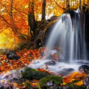 lilylotfabadi avatar