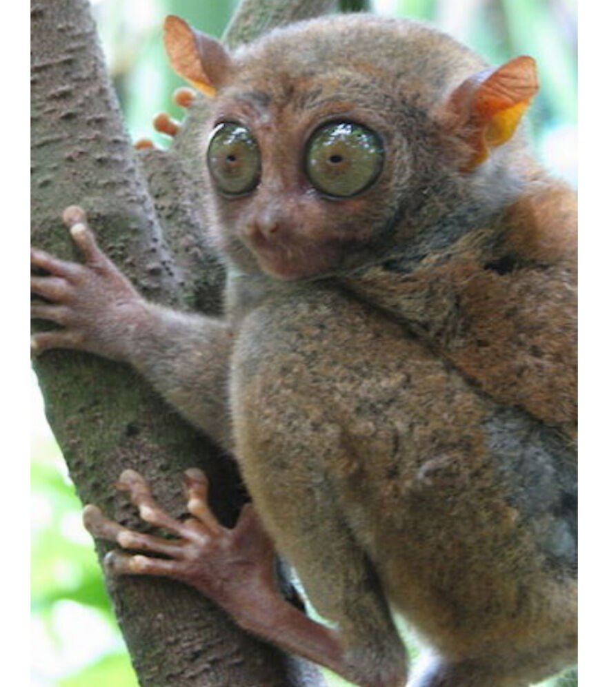 Eleven Weird Animals That Must Be Seen