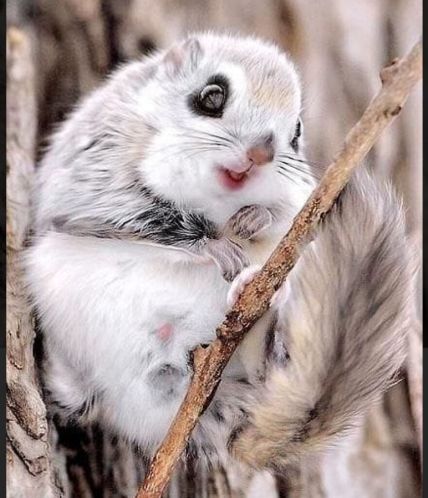 Eleven Weird Animals That Must Be Seen