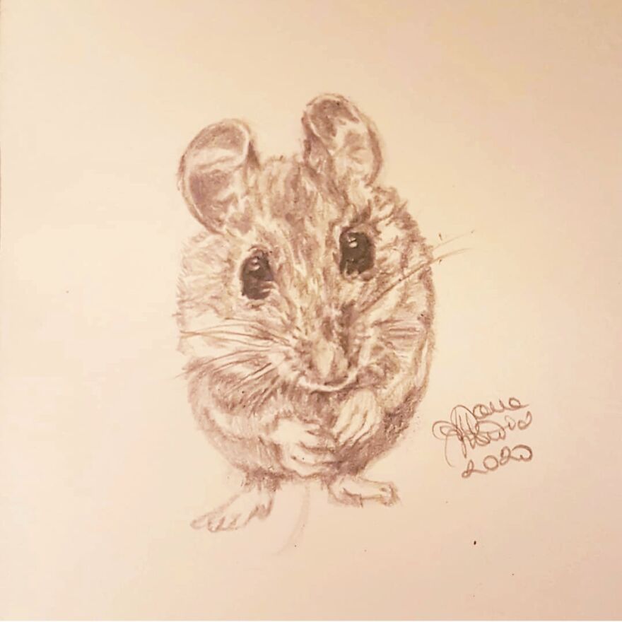 Greta, The Tiny Wonder Mouse: @greta.the.couch.mouse
