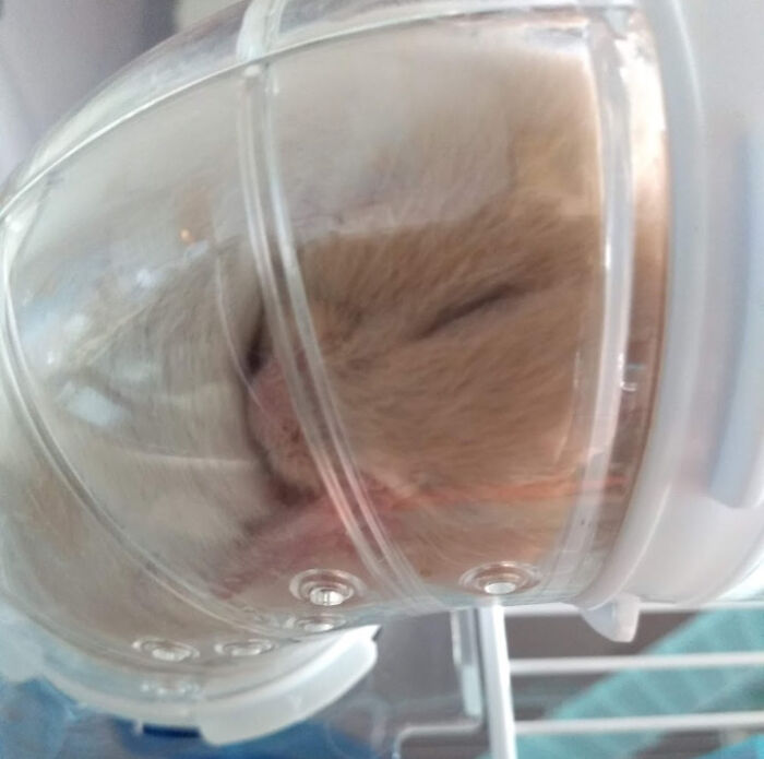 My Hamster Yoda At About 4 Weeks Old