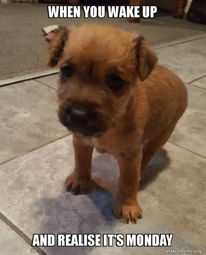 This Is My Friend's New Dog