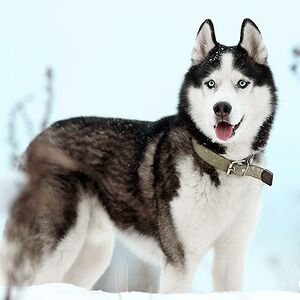 aaravdasgupta avatar