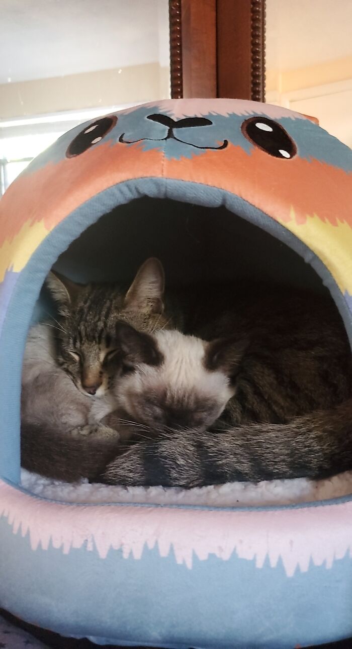 Meet Eclair (The Siamese) And Houdini (The Tabby)!