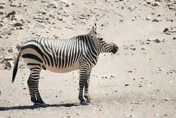 Someone Is Using Photoshop To Take The Neck Of Animals And The Result Is Adorable