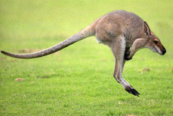 Someone Is Using Photoshop To Take The Neck Of Animals And The Result Is Adorable