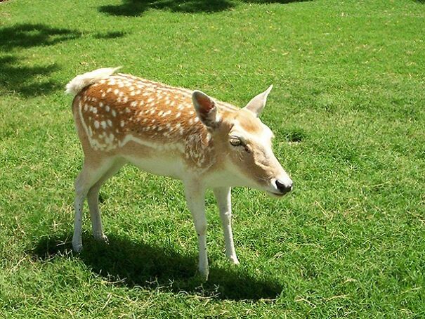 Someone Is Using Photoshop To Take The Neck Of Animals And The Result Is Adorable