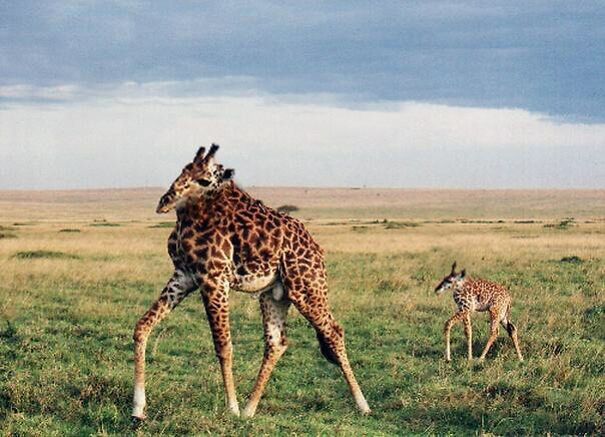 Someone Is Using Photoshop To Take The Neck Of Animals And The Result Is Adorable