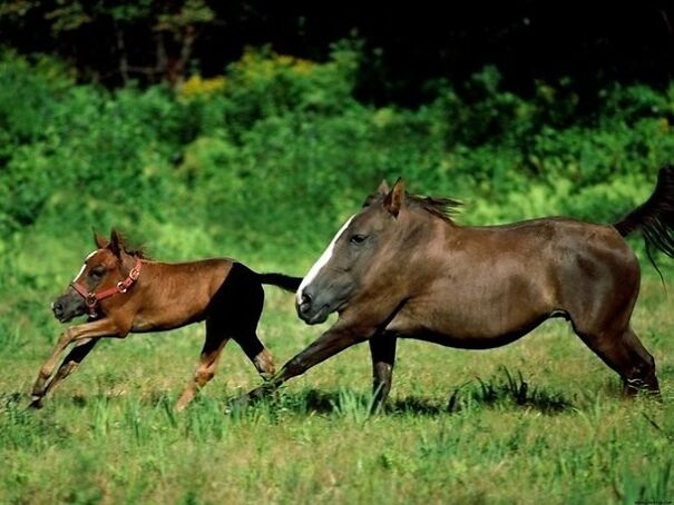 Someone Is Using Photoshop To Take The Neck Of Animals And The Result Is Adorable