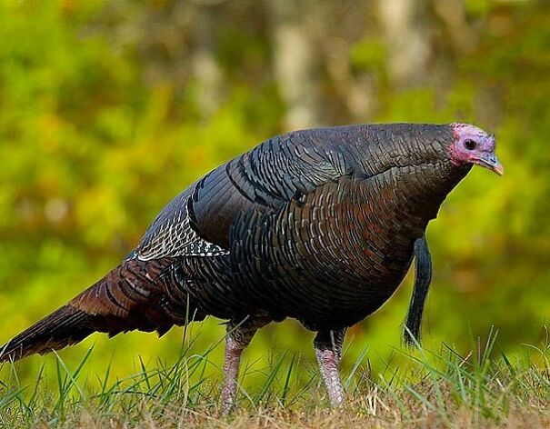 Someone Is Using Photoshop To Take The Neck Of Animals And The Result Is Adorable