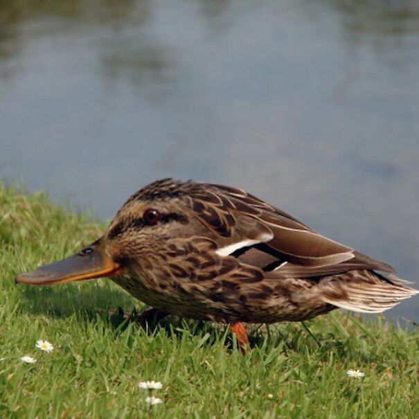 Someone Is Using Photoshop To Take The Neck Of Animals And The Result Is Adorable