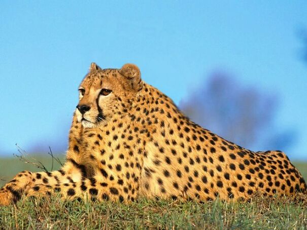 Someone Is Using Photoshop To Take The Neck Of Animals And The Result Is Adorable