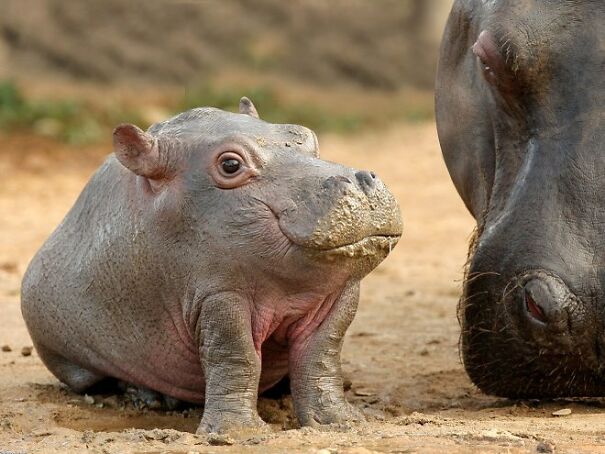 Someone Is Using Photoshop To Take The Neck Of Animals And The Result Is Adorable