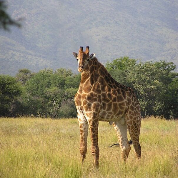 Someone Is Using Photoshop To Take The Neck Of Animals And The Result Is Adorable