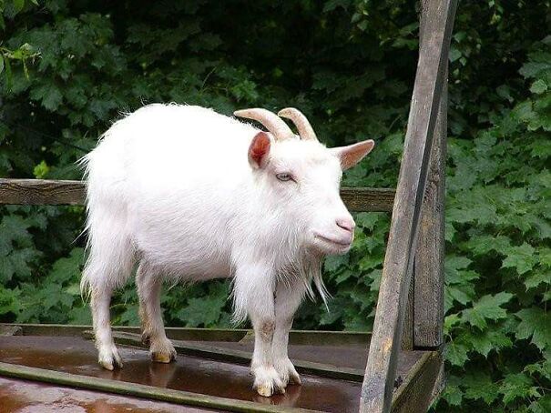 Someone Is Using Photoshop To Take The Neck Of Animals And The Result Is Adorable