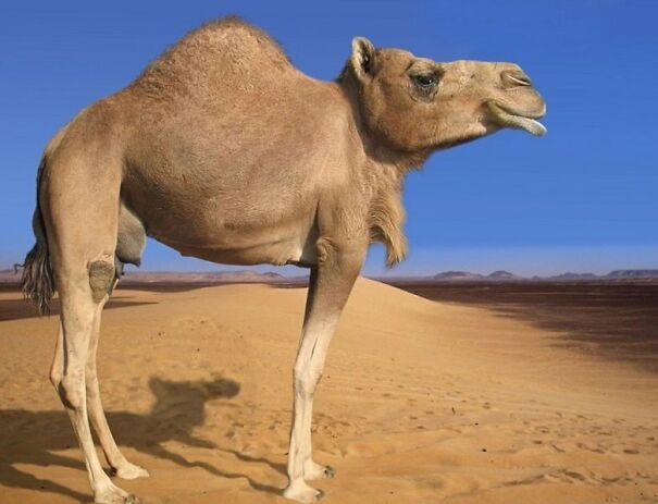 Someone Is Using Photoshop To Take The Neck Of Animals And The Result Is Adorable