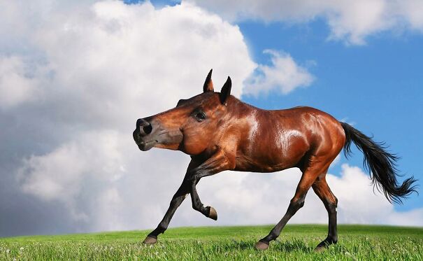 Someone Is Using Photoshop To Take The Neck Of Animals And The Result Is Adorable