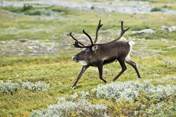 Someone Is Using Photoshop To Take The Neck Of Animals And The Result Is Adorable