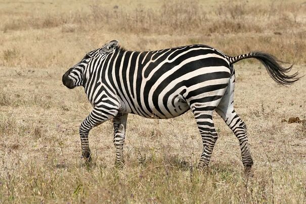 Someone Is Using Photoshop To Take The Neck Of Animals And The Result Is Adorable