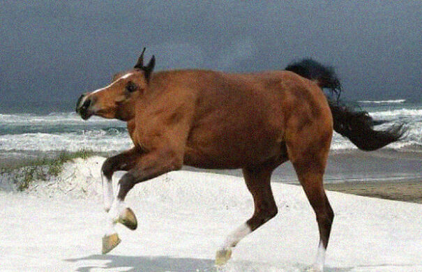 Someone Is Using Photoshop To Take The Neck Of Animals And The Result Is Adorable