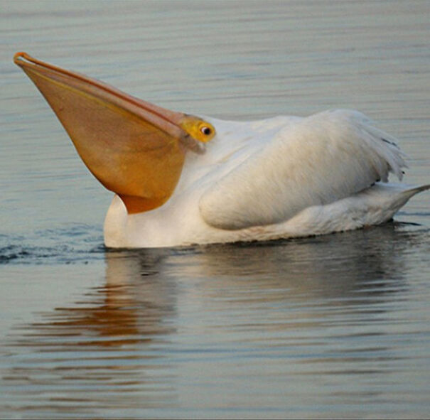 Someone Is Using Photoshop To Take The Neck Of Animals And The Result Is Adorable