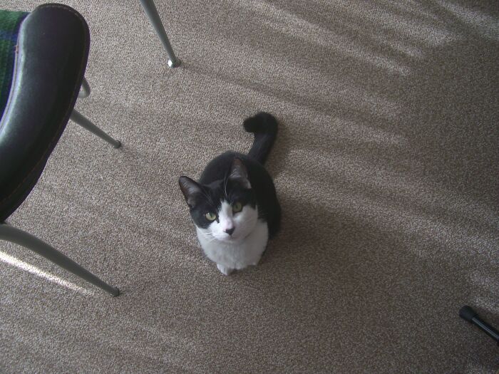 Our Little Black And White Stray Cat Started Life As A Piano, And Now He's A Tuxedo. The Story Of TJ; The Cat No One Wanted