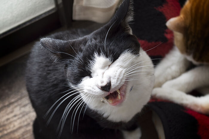 Our Little Black And White Stray Cat Started Life As A Piano, And Now He's A Tuxedo. The Story Of TJ; The Cat No One Wanted Our Little Black And White Stray Cat Started Life As A Piano, And Now He's A Tuxedo. The Story Of TJ; The Cat No One Wanted