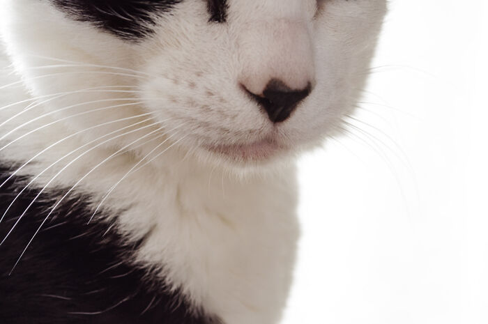 Our Little Black And White Stray Cat Started Life As A Piano, And Now He's A Tuxedo. The Story Of TJ; The Cat No One Wanted Our Little Black And White Stray Cat Started Life As A Piano, And Now He's A Tuxedo. The Story Of TJ; The Cat No One Wanted