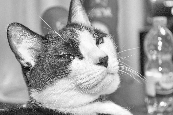 Our Little Black And White Stray Cat Started Life As A Piano, And Now He's A Tuxedo. The Story Of TJ; The Cat No One Wanted Our Little Black And White Stray Cat Started Life As A Piano, And Now He's A Tuxedo. The Story Of TJ; The Cat No One Wanted