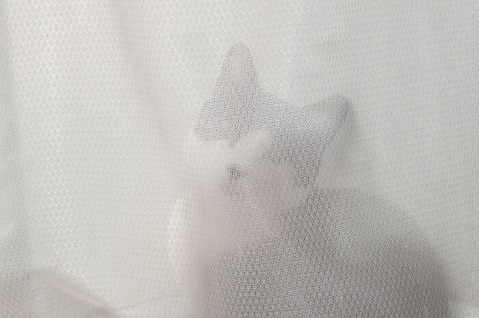 Our Little Black And White Stray Cat Started Life As A Piano, And Now He's A Tuxedo. The Story Of TJ; The Cat No One Wanted