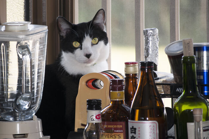 Our Little Black And White Stray Cat Started Life As A Piano, And Now He's A Tuxedo. The Story Of TJ; The Cat No One Wanted