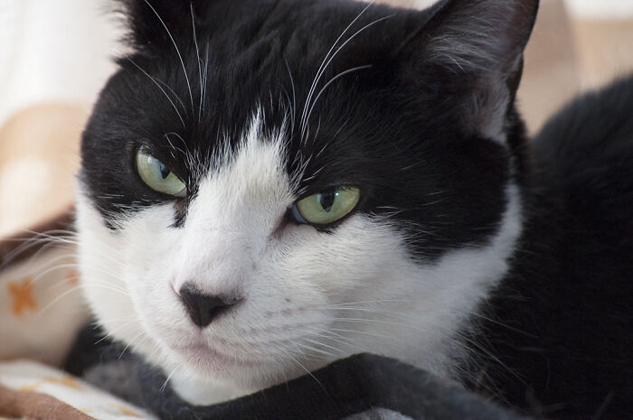 Our Little Black And White Stray Cat Started Life As A Piano, And Now He's A Tuxedo. The Story Of TJ; The Cat No One Wanted Our Little Black And White Stray Cat Started Life As A Piano, And Now He's A Tuxedo. The Story Of TJ; The Cat No One Wanted
