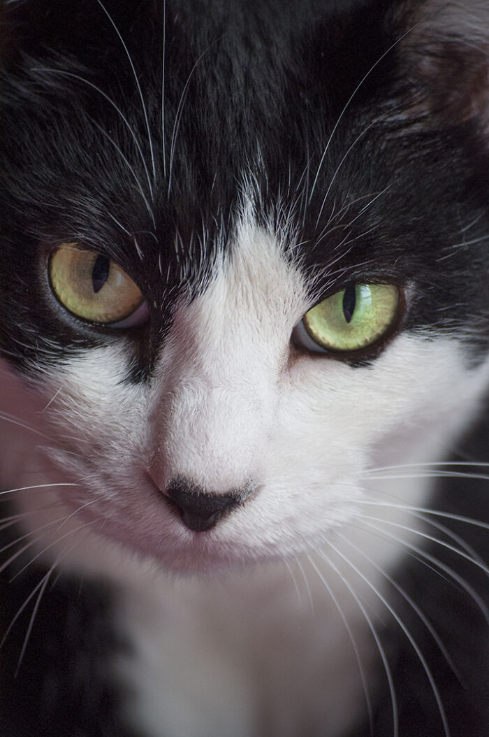 Our Little Black And White Stray Cat Started Life As A Piano, And Now He's A Tuxedo. The Story Of TJ; The Cat No One Wanted