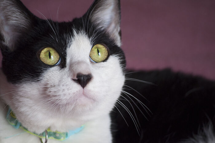 Our Little Black And White Stray Cat Started Life As A Piano, And Now He's A Tuxedo. The Story Of TJ; The Cat No One Wanted Our Little Black And White Stray Cat Started Life As A Piano, And Now He's A Tuxedo. The Story Of TJ; The Cat No One Wanted