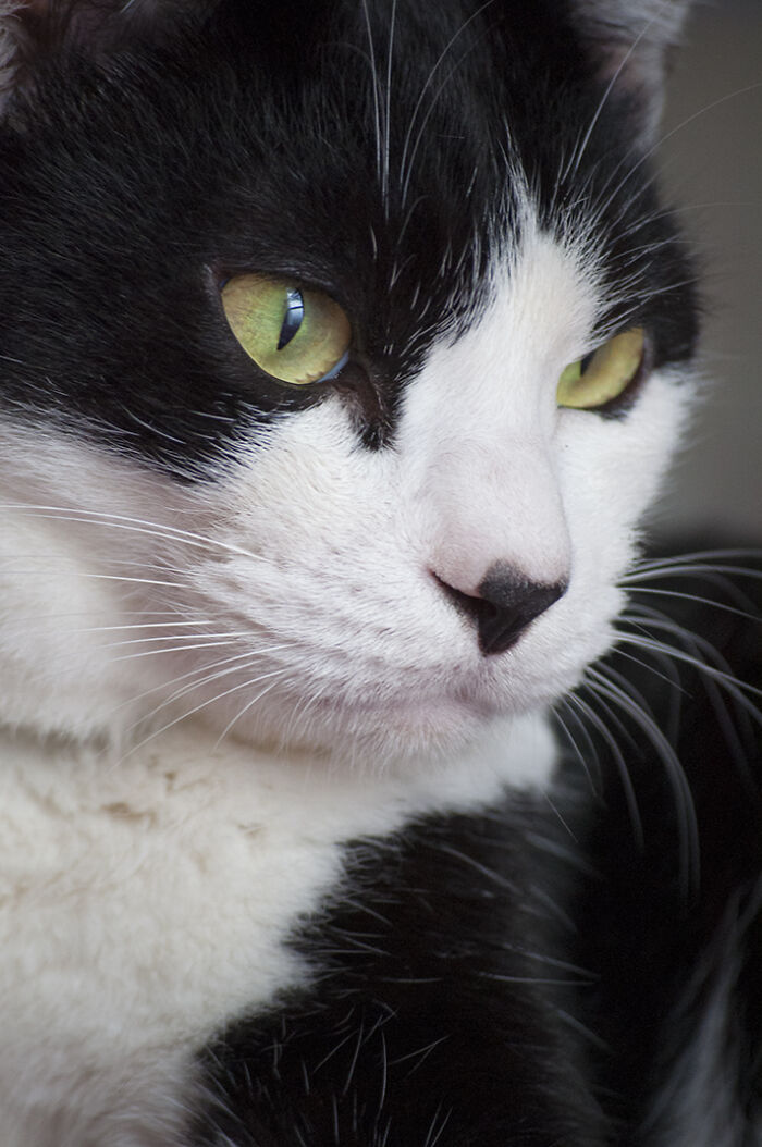 Our Little Black And White Stray Cat Started Life As A Piano, And Now He's A Tuxedo. The Story Of TJ; The Cat No One Wanted Our Little Black And White Stray Cat Started Life As A Piano, And Now He's A Tuxedo. The Story Of TJ; The Cat No One Wanted