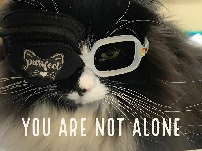 Truffles The Cat Helps Kids Feel Comfortable With Fearing Glasses When They Go To Optometrist Truffles The Cat Helps Kids Feel Comfortable With Fearing Glasses When They Go To Optometrist