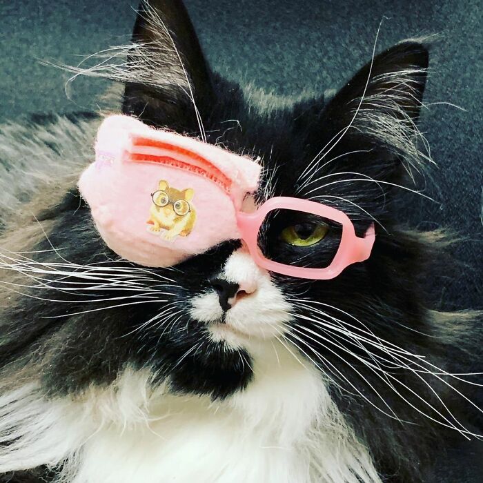 Truffles The Cat Helps Kids Feel Comfortable With Fearing Glasses When They Go To Optometrist Truffles The Cat Helps Kids Feel Comfortable With Fearing Glasses When They Go To Optometrist