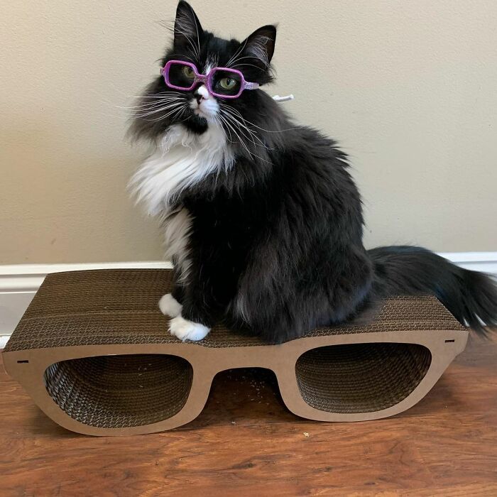 Truffles The Cat Helps Kids Feel Comfortable With Fearing Glasses When They Go To Optometrist Truffles The Cat Helps Kids Feel Comfortable With Fearing Glasses When They Go To Optometrist