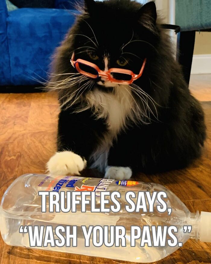 Truffles The Cat Helps Kids Feel Comfortable With Fearing Glasses When They Go To Optometrist Truffles The Cat Helps Kids Feel Comfortable With Fearing Glasses When They Go To Optometrist