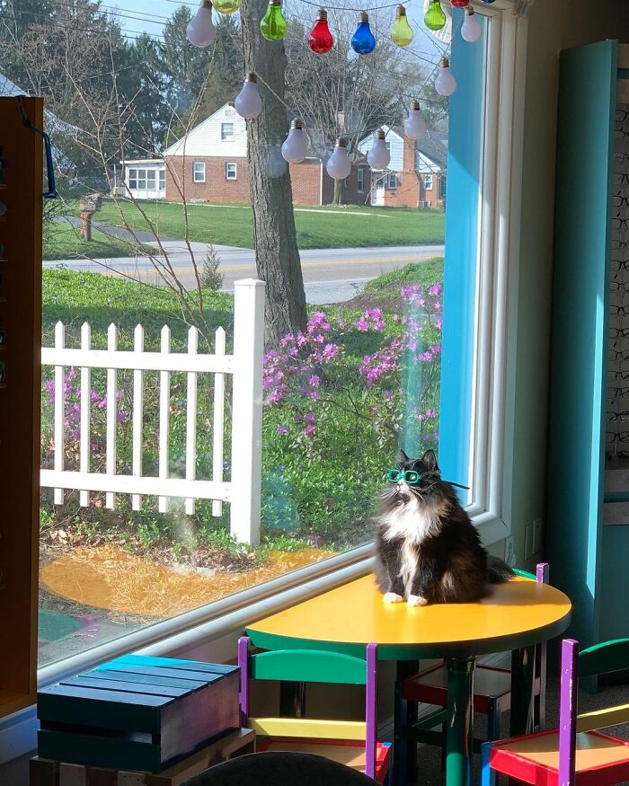 Truffles The Cat Helps Kids Feel Comfortable With Fearing Glasses When They Go To Optometrist Truffles The Cat Helps Kids Feel Comfortable With Fearing Glasses When They Go To Optometrist